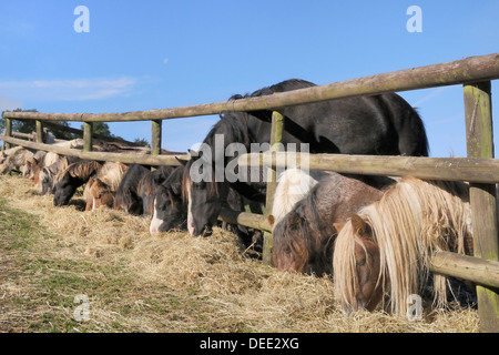 Reihe von Miniaturpferde (Equus Caballus) und Welsh Cob erreichen durch einen hölzernen Zaun zu essen Heu, Wiltshire, England, UK Stockfoto