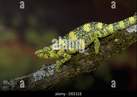 Meller Chamäleon, Chamaeleo melleri Stockfoto