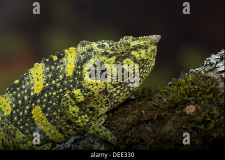 Meller Chamäleon, Chamaeleo melleri Stockfoto