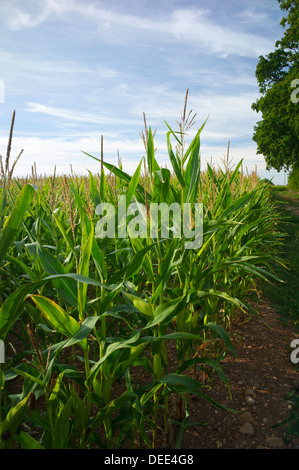 Mais wächst, UK Stockfoto