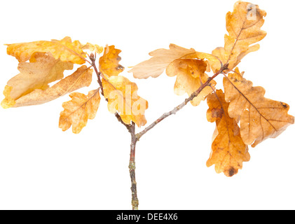 Herbstliche eiche Blätter isoliert auf weißem Stockfoto