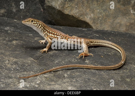 Lackierte lange Tailed Eidechse, Latastia longicaudata Stockfoto