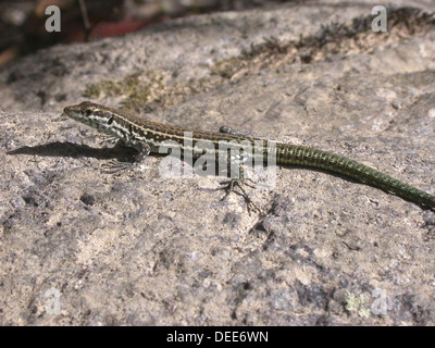 Tyrrhenische Mauereidechse Podarcis Tiliguerta tiliguerta Stockfoto