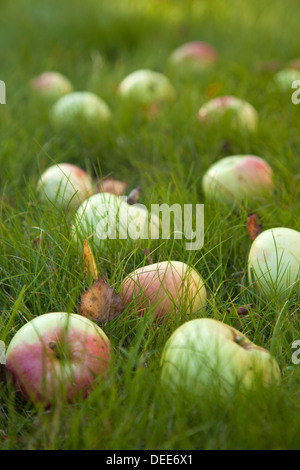 Herbst - reife Äpfel alte Sorte in dem grünen Rasen, einige Laub Stockfoto