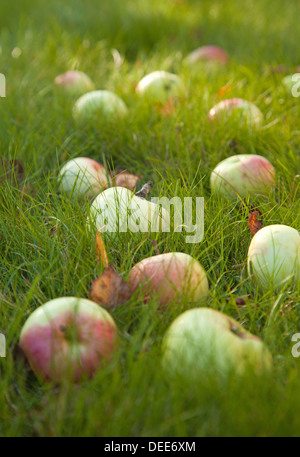 Herbst - reife Äpfel alte Sorte in dem grünen Rasen, einige Laub Stockfoto