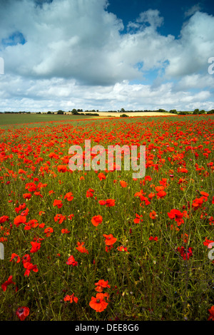 Poppyfield in England Stockfoto