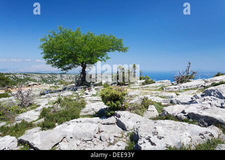 Einzelner Baum auf einer Hochebene Vidova Gora, Insel Brac, Dalmatien, Kroatien, Europa Stockfoto