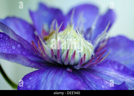 Eine Blume lila Clematis. Stockfoto