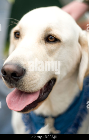 Glücklicher Hund Stockfoto