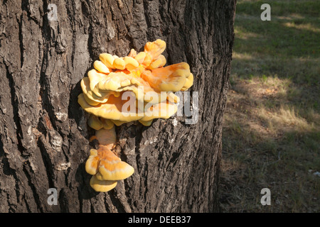 Laetiporus Sulphureus Pilz, Huhn des Waldes Stockfoto