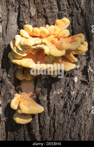 Laetiporus Sulphureus Pilz, Huhn des Waldes Stockfoto