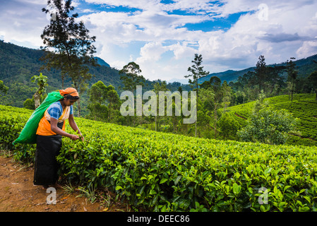 Tee-Picker in einer Teeplantage in der Hill Country, Sri Lankas Hochland Nuwara Eliya District von Sri Lanka, Asien Stockfoto