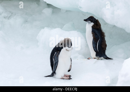 Adelie Penguin (Pygoscelis Adeliae) Küken, Brown zu bluffen, Antarktis, Südpolarmeer, Polarregionen Stockfoto