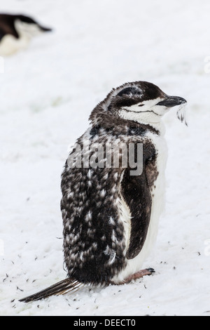 Kinnriemen Pinguin (Pygoscelis Antarctica) Küken, Hannah Punkt Livingston Island, Süd-Shetland-Inseln, Antarktis Stockfoto