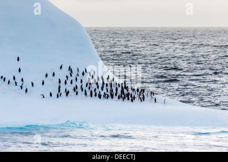 Pinguin Erwachsenen Zügelpinguinen (Pygoscelis Antarctica), Half Moon Island, Süd-Shetland-Inseln, Antarktis, Südlicher Ozean Stockfoto