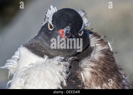 Erwachsenen Gentoo Penguin (Pygoscelis Papua) Mauser, Jougla Point, Polarregionen Wiencke-Insel, Antarktis, Südlicher Ozean Stockfoto