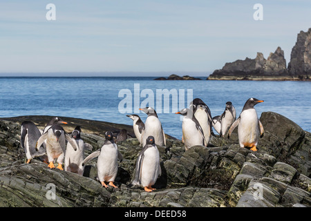 Erwachsenen Gentoo Penguins (Pygoscelis Papua) und Pinguine Zügelpinguinen (Pygoscelis Antarctica), Elephant Island, Antarktis Stockfoto