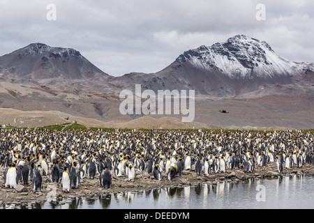 König (Aptenodytes Patagonicus) Zucht Pinguinkolonie bei Fortuna Bay, Südgeorgien, Süd-Atlantik, Polarregionen Stockfoto