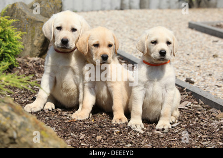 Entzückende Crème Labrador Retriever Welpen sitzen in Linie Stockfoto