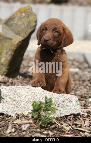 Entzückende Chesapeake Bay Retriever Welpen auf Stein Stockfoto