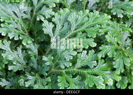 Selaginella Martensii (bunte Spikemoss, Martens Spike Moos) Stockfoto