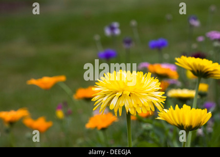 Calendula Officinalis, englische Ringelblumen im Garten. Stockfoto