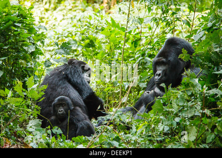 Silverback Gorilla Familie in Wildnis von Uganda Stockfoto