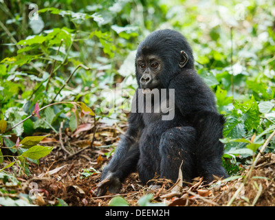 Baby Gorilla in Wildnis von Uganda Stockfoto