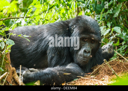 Silverback Gorilla Familie in Wildnis von Uganda Stockfoto