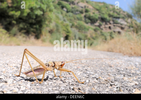 Balkan Sägen Cricket (Saga Natoliae), die größte räuberische Insekten in Europa, ein Mountain Road, Samos, Griechenland, Europa zu durchqueren Stockfoto