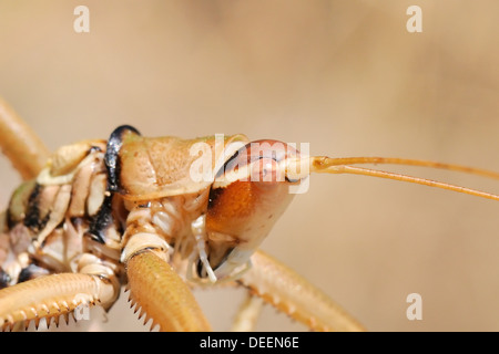 Nahaufnahme des Balkan Sägen Cricket (Saga Natoliae), die größte räuberische Insekten in Europa, Pflege eines vorderen Fußes, Samos, Griechenland Stockfoto