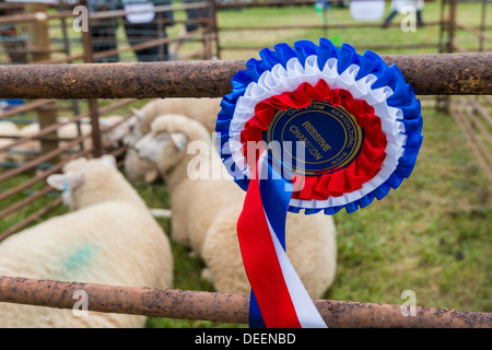 Schafe im Stift mit Champion Rosette an Landwirtschaftsausstellung in Chepstow wales UK Stockfoto