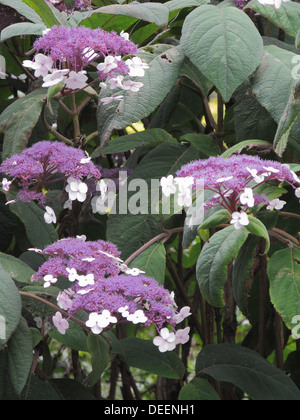 Hydrangea aspera 'Macrophylla' (große Leaved Scabrous Hydrangea) in blumigen Stockfoto