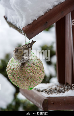 Eurasische Zeisig (Zuchtjahr Spinus) weiblich Fütterung von fat Ball am Futterhäuschen für Vögel im Garten im Schnee im winter Stockfoto