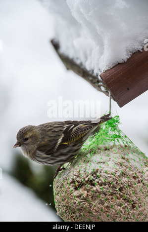 Eurasische Zeisig (Zuchtjahr Spinus) weiblich Fütterung von fat Ball am Futterhäuschen für Vögel im Garten im Schnee im winter Stockfoto