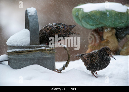 Gemeinsamen Stare / European Starling (Sturnus Vulgaris) im Garten während der Schneedusche auf Nahrungssuche im Winter Stockfoto