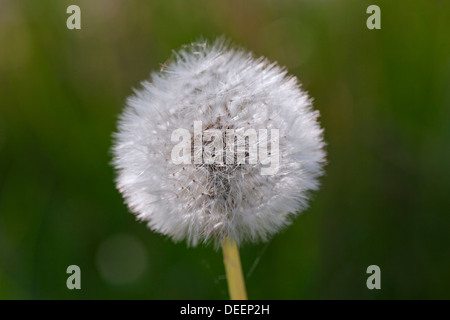 Gemeinsamen Löwenzahn (Taraxacum Officinale) Seedhead / Saatgut Kopf auf Wiese im Frühling Stockfoto