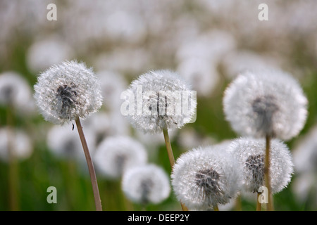 Gemeinsamen Löwenzahn (Taraxacum Officinale) Seedheads / seed Köpfe auf Wiese im Frühling Stockfoto