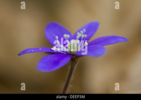 Gemeinsamen Leberblümchen / Lebermoos / Kidneywort / Abel (Anemone Hepatica / Hepatica Nobilis) blüht in Schweden, Skandinavien Stockfoto