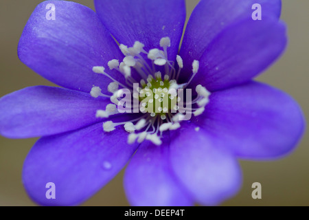 Gemeinsamen Leberblümchen / Lebermoos / Kidneywort / Abel (Anemone Hepatica / Hepatica Nobilis) blüht in Schweden, Skandinavien Stockfoto