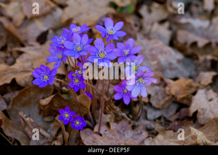 Gemeinsamen Leberblümchen / Lebermoos / Kidneywort / Abel (Anemone Hepatica / Hepatica Nobilis) in Blüte, Schweden, Skandinavien Stockfoto