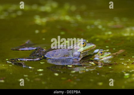 Europäische essbare Frösche (außer kl. Esculentus / Rana kl. Esculenta) paar in Amplexus schwebend in Teich im Frühjahr Stockfoto