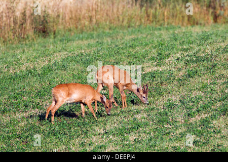 Reh (Capreolus Capreolus) Buck / männlich und Doe / weiblich Beweidung Rasen im Feld während der Brunftzeit im Sommer Stockfoto