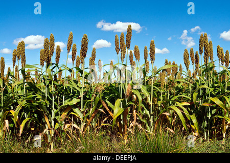 Bereich der Hirse / Buchweizen / Fagopyrum Esculentum - Frankreich. Stockfoto