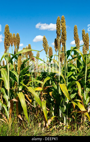 Bereich der Hirse / Buchweizen / Fagopyrum Esculentum - Frankreich. Stockfoto
