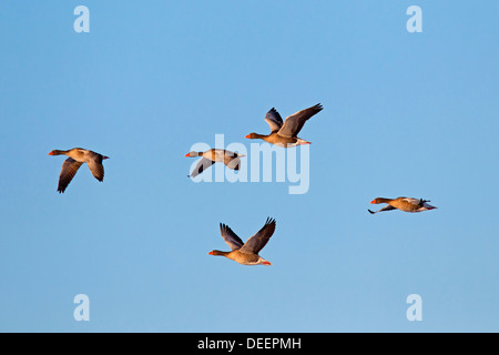 Graugänsen / Graylag Gans (Anser Anser) flock im Flug Stockfoto