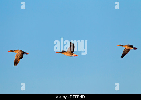 Graugänsen / Graylag Gans (Anser Anser) flock im Flug gegen blauen Himmel Stockfoto