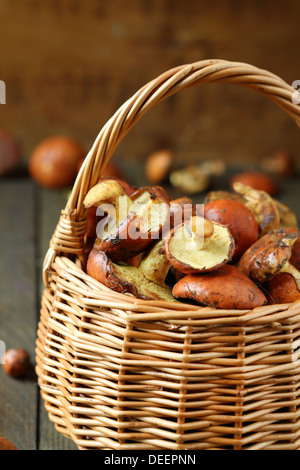 Korb voll mit frischen gelben Steinpilzen Pilze, Essen Stockfoto