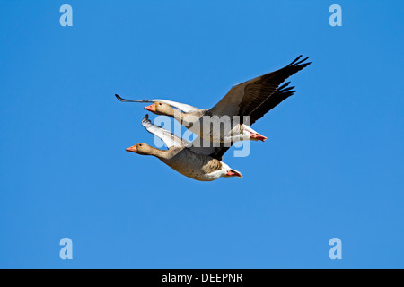 Graugänsen / Graylag Gans (Anser Anser) Paare im Flug gegen blauen Himmel Stockfoto