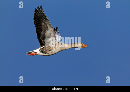 Graugans / Graylag Gans (Anser Anser) im Flug gegen blauen Himmel Stockfoto